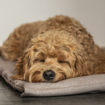 Labbvenn Reisematte FOSSER