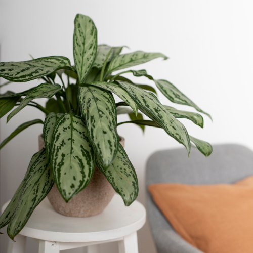 Pawla Petstore: Calathea Pflanze