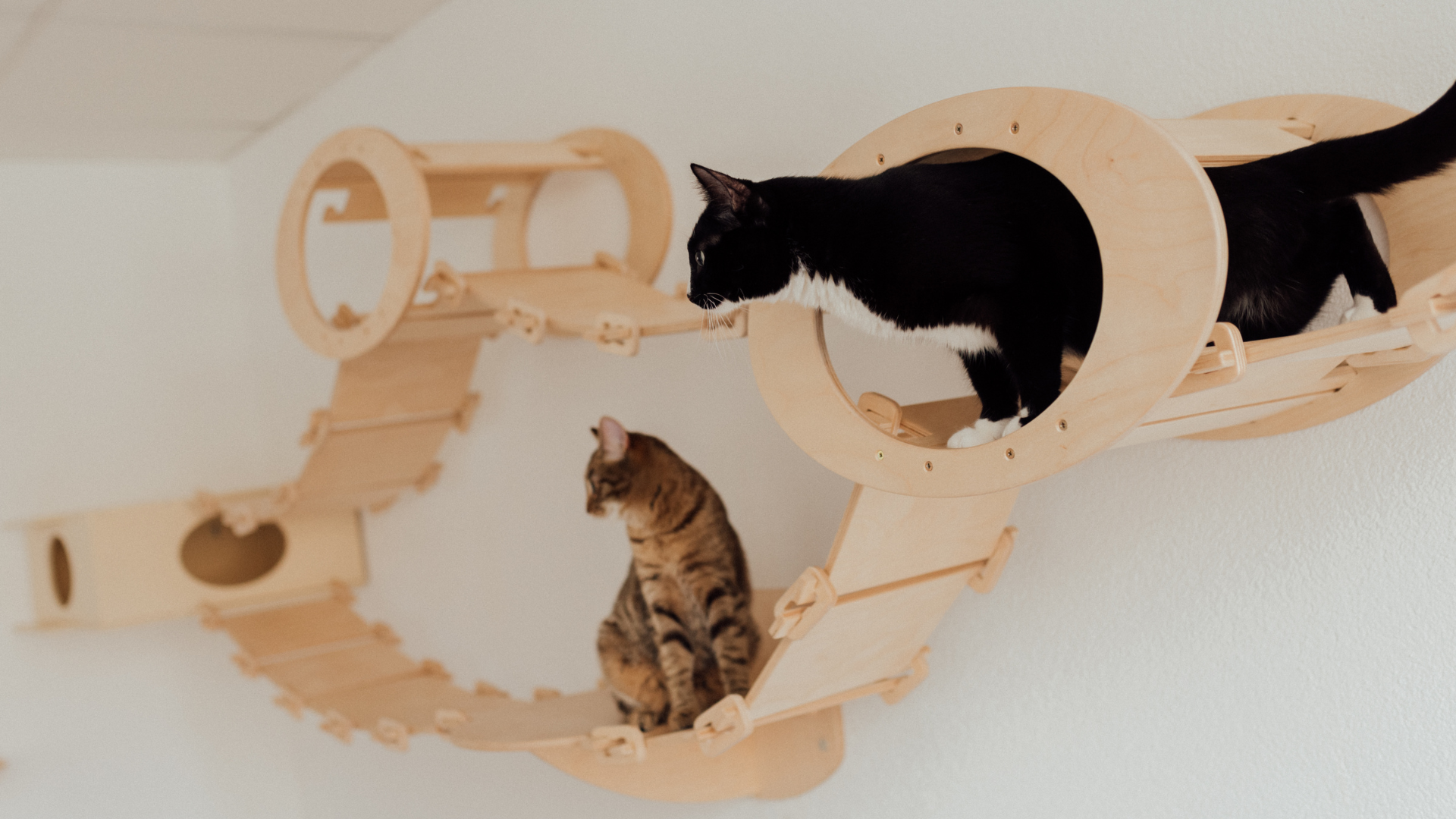 Pawla-Blog_Header-Katze-Kletterwand2
