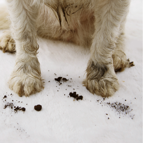 Pawla-Blog_Hundepfoten-schmutzig