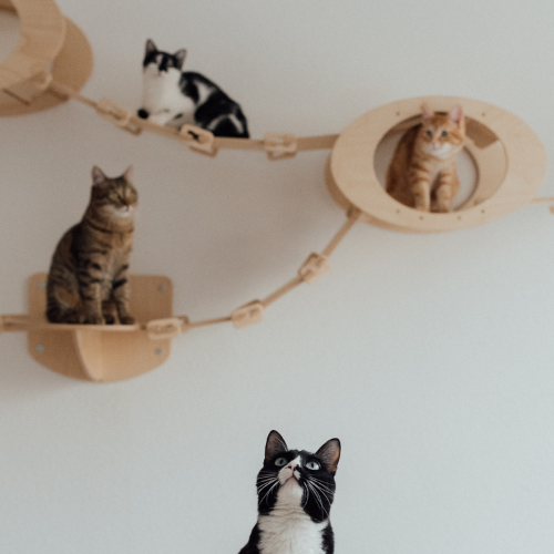 Pawla-Blog_Katzen-Kletterwand
