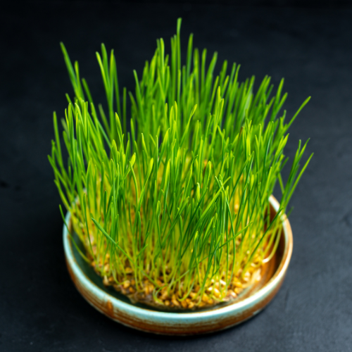 Pawla Petstore: Katzengras