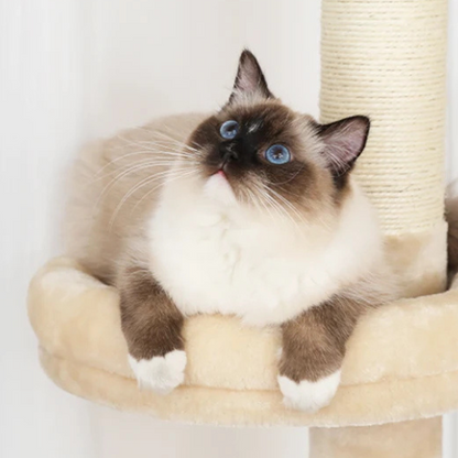 Pawla Petstore: EMMA Kratzbaum