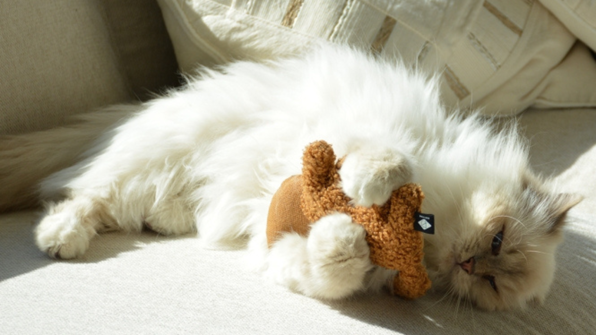 Spielzeug-Katze-Banner