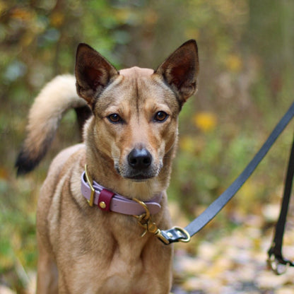 Styledog Wonderland Freihandleine "Gold Edition" Biothane