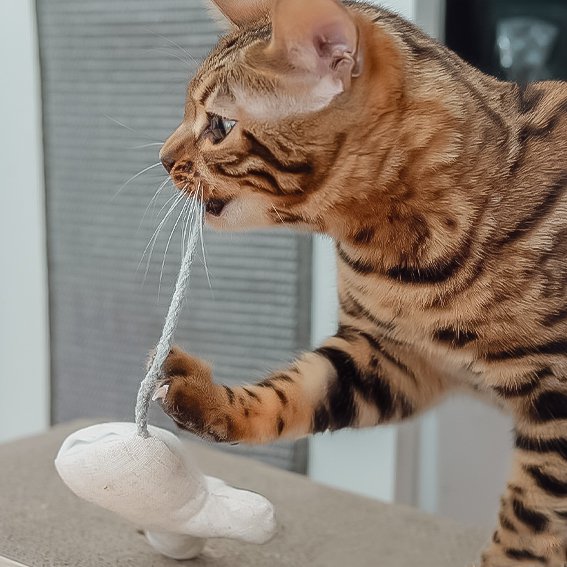 Katzenspielzeug mit Katzenminze 3er Set