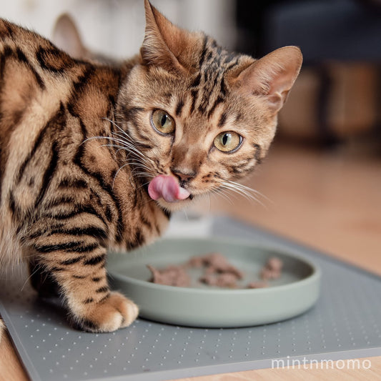 ne&no® flache Silikon Futterschale für Katzen