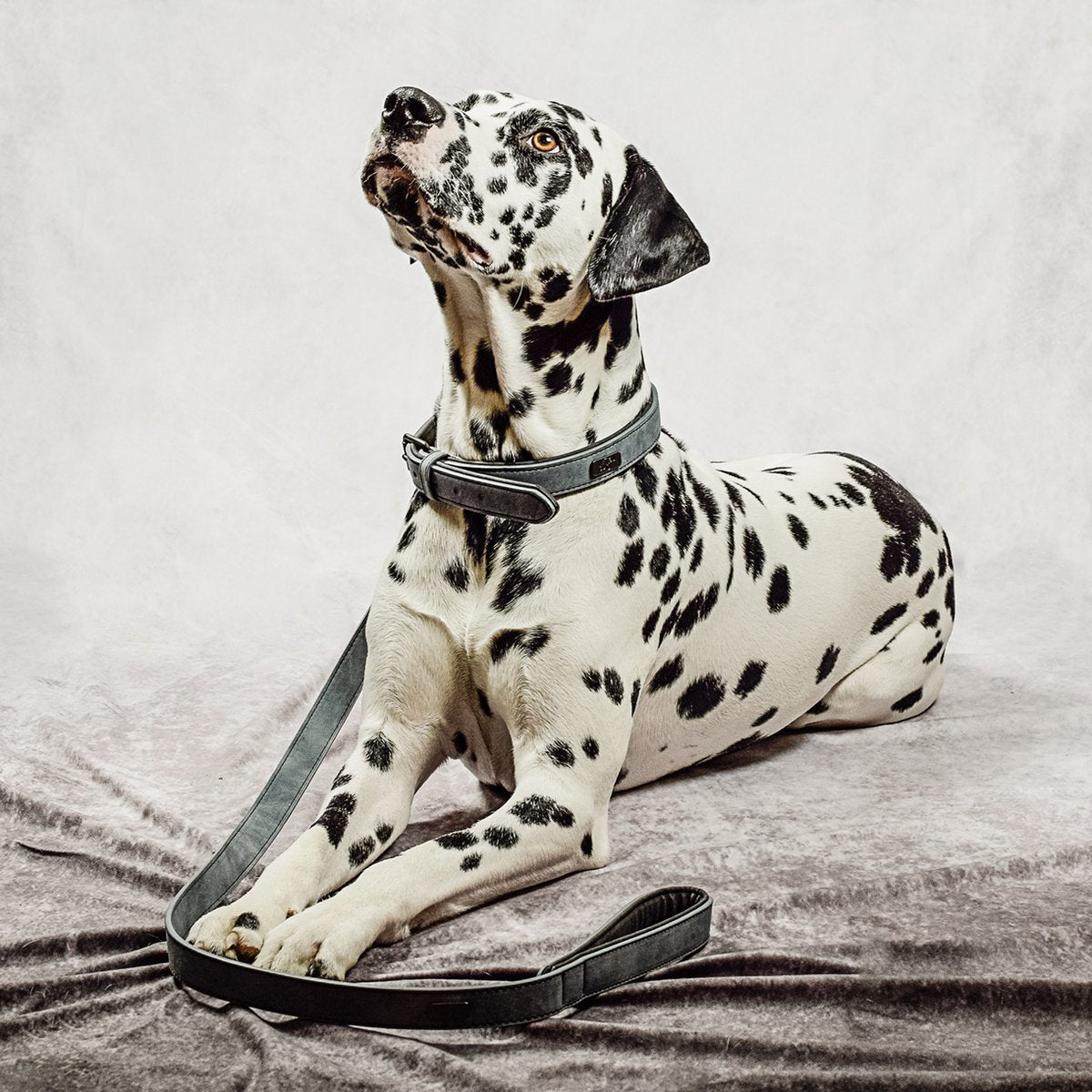 ne&no® Halsband & Leine Set aus veganem Leder – Blaugrau/Anthrazit