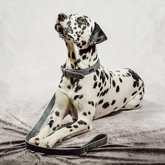 ne&no® Halsband & Leine Set aus veganem Leder – Blaugrau/Anthrazit