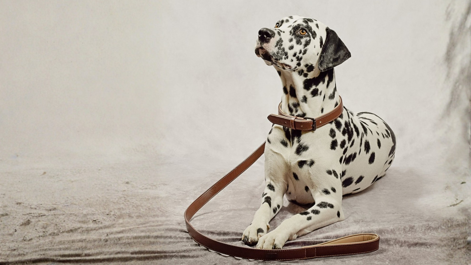 Dalmatiner mit brauner Hundeleine