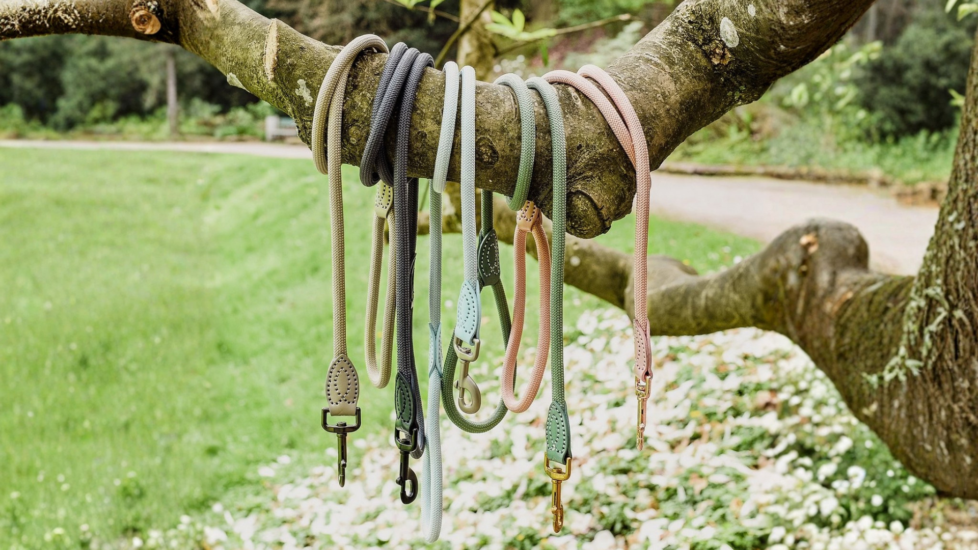 Hundeleinen in verschiedenen Farben